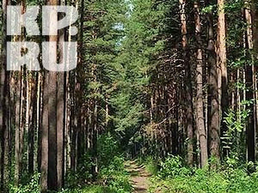 Пенсионерка вторые сутки блуждает в лесах в Вологодской области