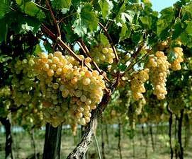 Россия - самый крупный импортер молдавской винодельческой продукции.