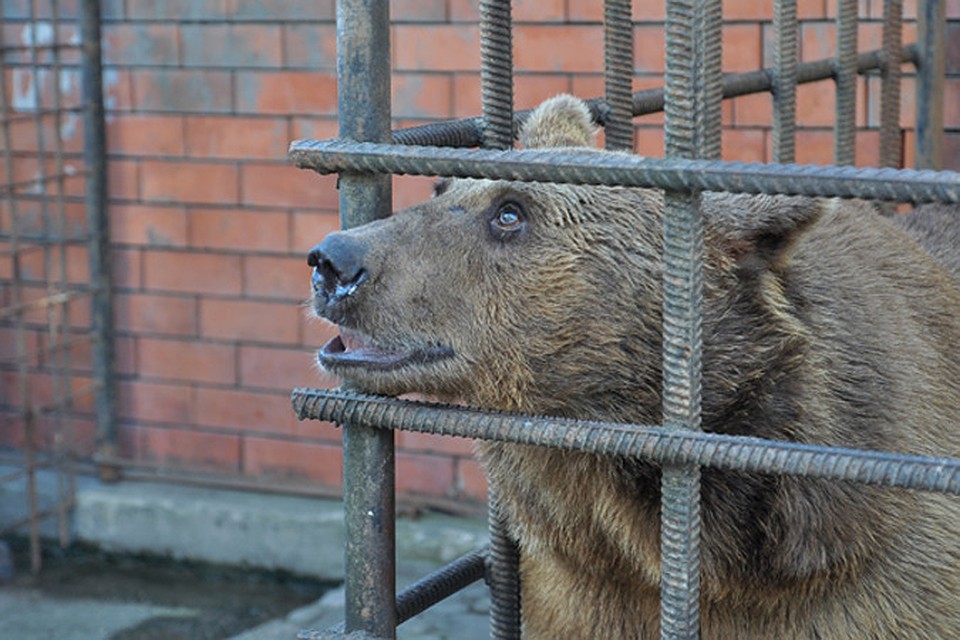 Мохнатые бедняги не знают ухода и ласки практически с момента своего рождения. Фото: Нина Зотина