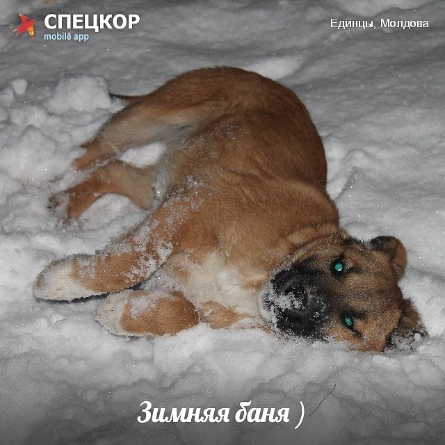 Фото: Мобильное приложение «Спецкор» от «Комсомольской правды»