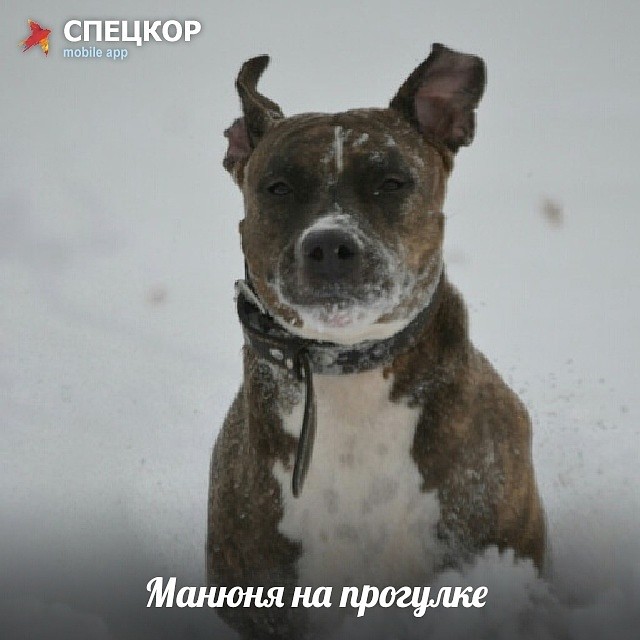 Фото: Мобильное приложение «Спецкор» от «Комсомольской правды»