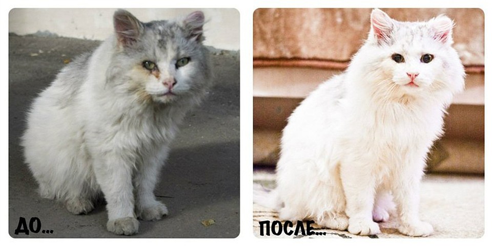 Фото: Рыжий хвост