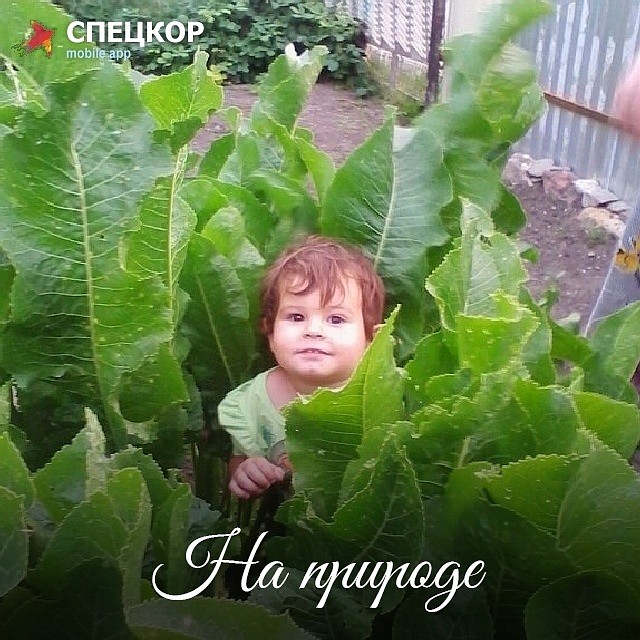 Фото: Мобильное приложение «Спецкор» от «Комсомольской правды»