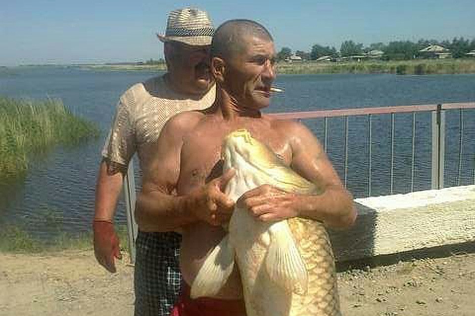 Сазан вымахал почти в человеческий рост - 1,5 метра!
Фото: www.fishingsib.ru