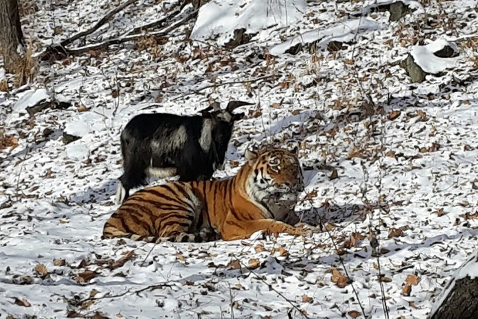 Друзья неразлучны. Фото: safaripark25.ru