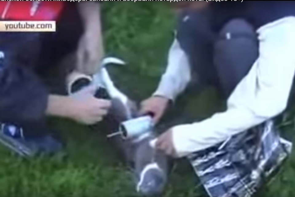 Кадр из видеоролика.