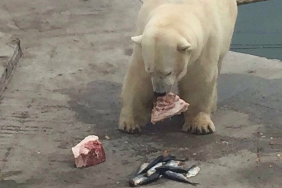 Белых мишек кормили мясом и рыбой. Фото: пресс-служба горадминистрации Ростова-на-Дону.