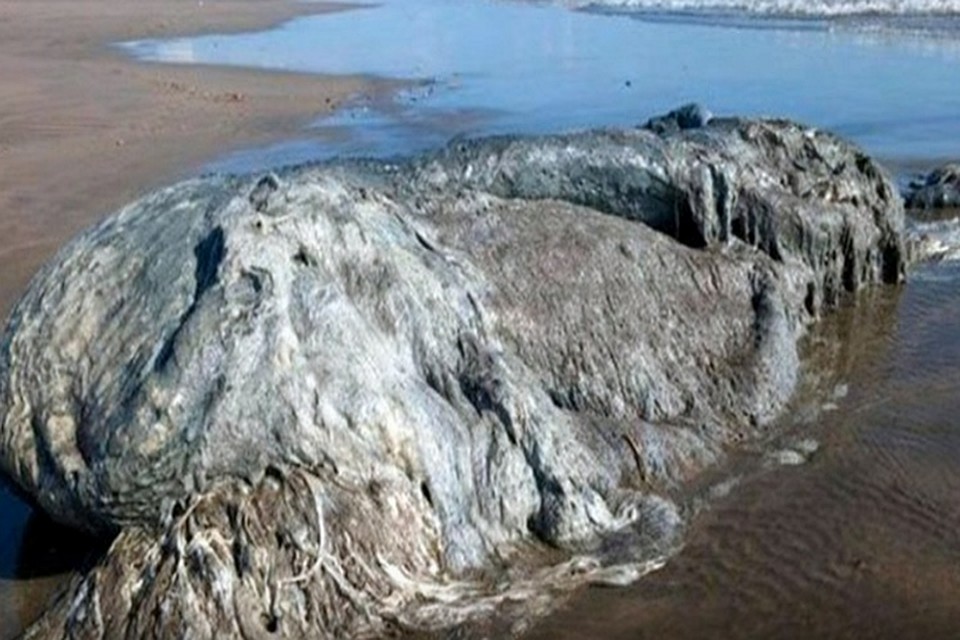 В Мексике на пляж выплыл неизвестный морской монстр ФОТО: Кадр из видео