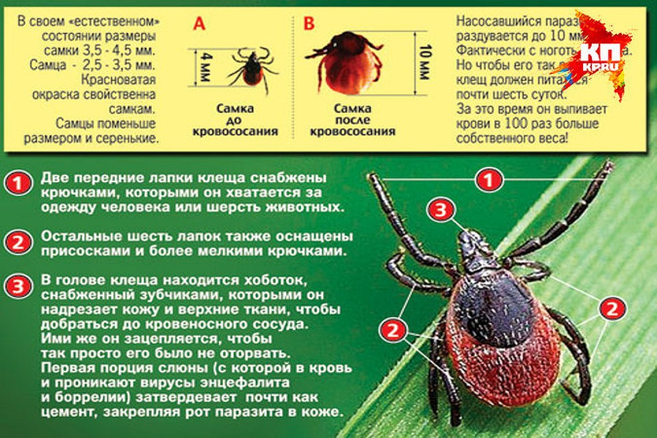 Бойтесь кровососов, они коварны и незаметны Фото: Роспотребнадзор по Тверской области