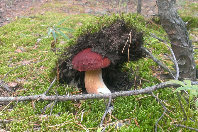 На тихую охоту лучше ходить без собак.