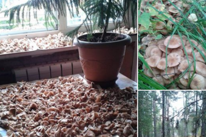 В лесах под Красноярском - небывалый урожай опят. Фото: Кирилл ЗОРИН, соцсети.