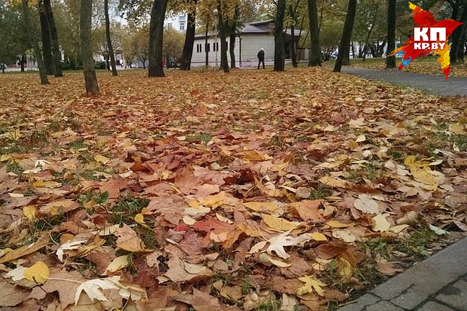 Дворы, парки и скверы накрыли разноцветные ковры