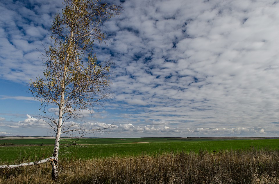 Фотоохота в Кинель-Черкасском районе: так вот ты какой, олень благородный Фото: Андрей ЦЫГАНОВ