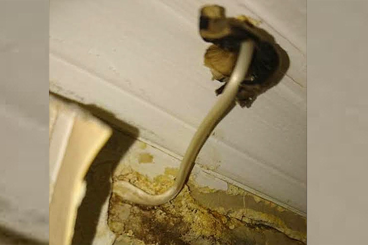 В квартире москвичей из-под потолка вырос гриб.