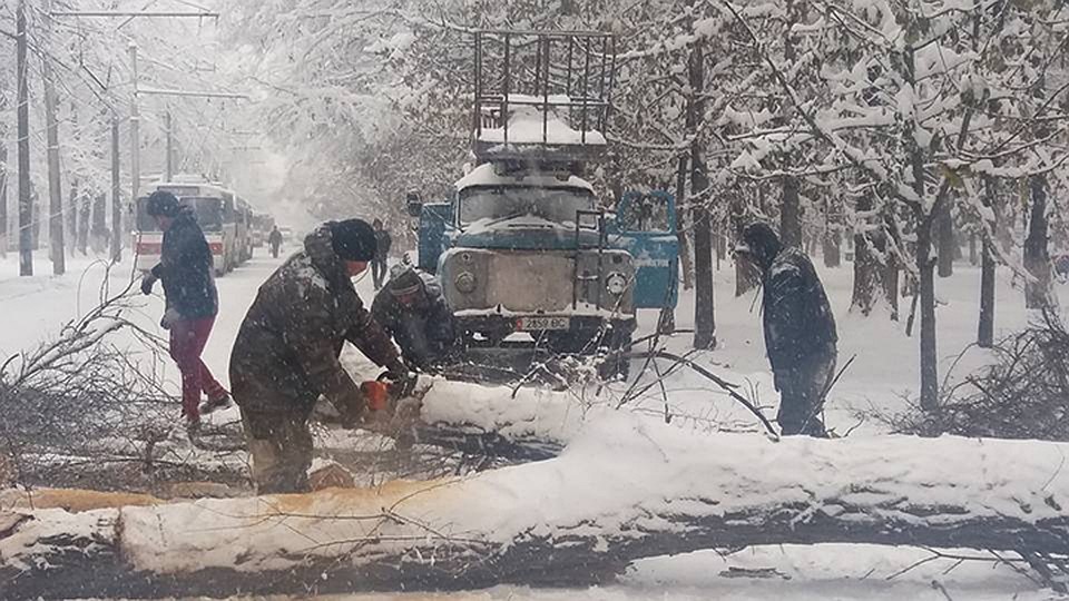 В результате падения дерева пострадавших нет.