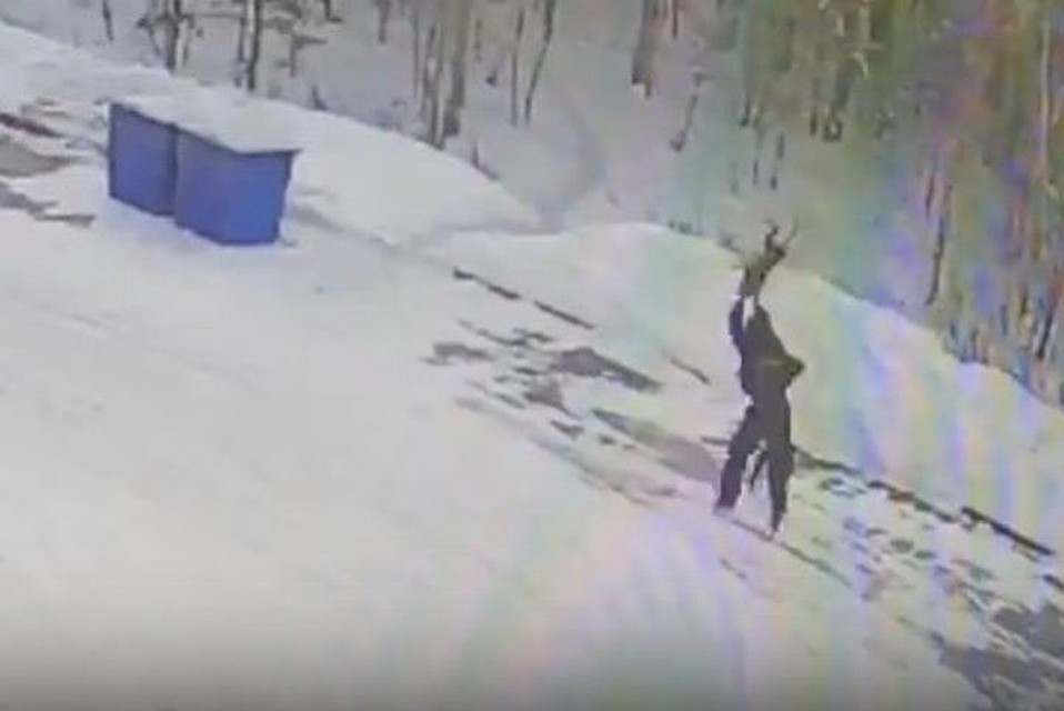 Уголовное дело возбуждено на живодера, убившего бездомную собаку в Шелехове. Фото: Скрин из группы "Инцидент Иркутск" "Вконтакте".