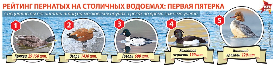Рейтинг пернатых на столичных водоемах.