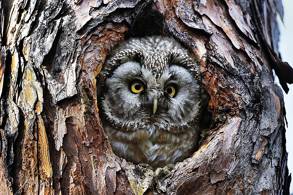 Мохноногий сыч. Фото: Юрий КОКОВИН
