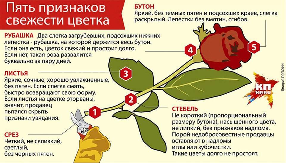 Пять признаков свежести цветка Фото: Дмитрий ПОЛУХИН