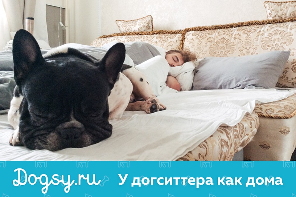 Координаты «Догси.ру» стоит держать под рукой всем, кто уже планирует новогодние поездки.