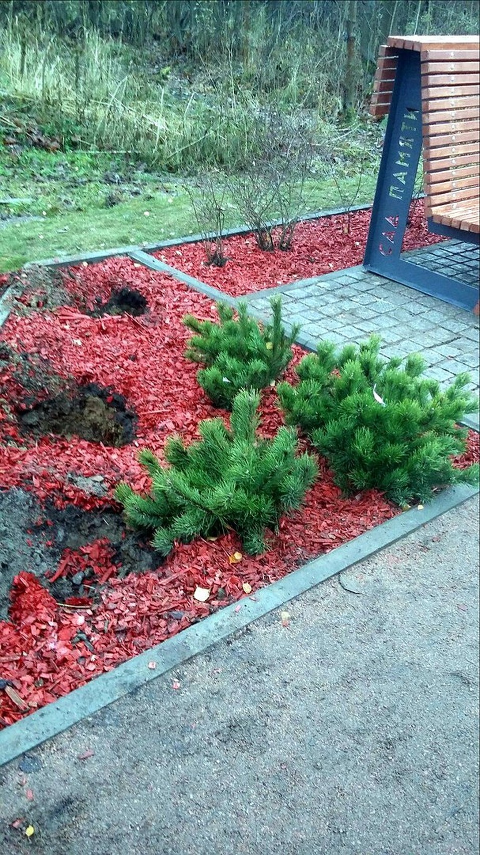 Сначала воры украли карликовые хвойные. Фото: предоставлено Светланой Даниловой