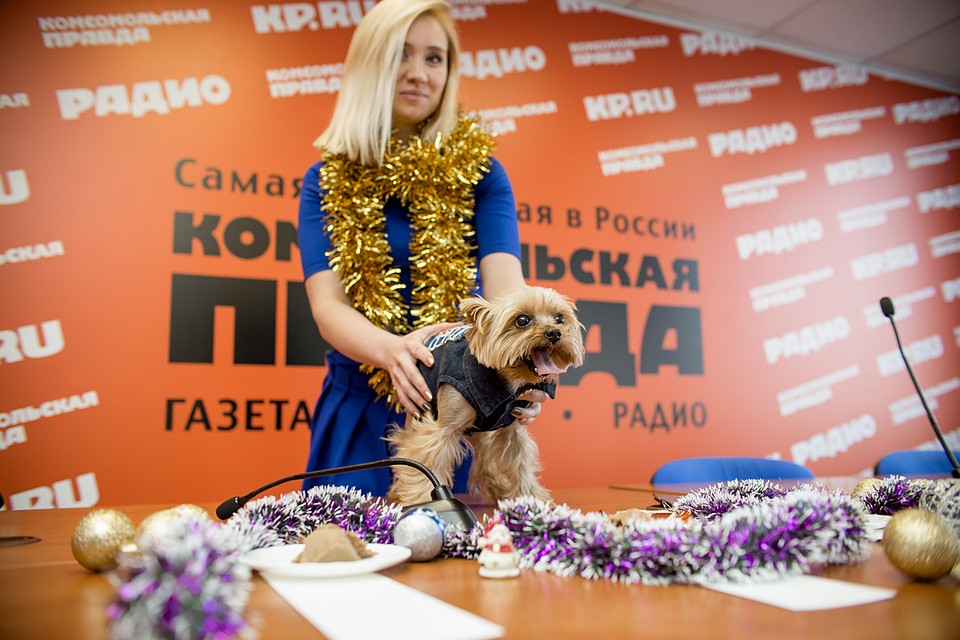 Предсказателем выступил йоркширский терьер по кличке Джим. Фото: Валерий ЗВОНАРЕВ