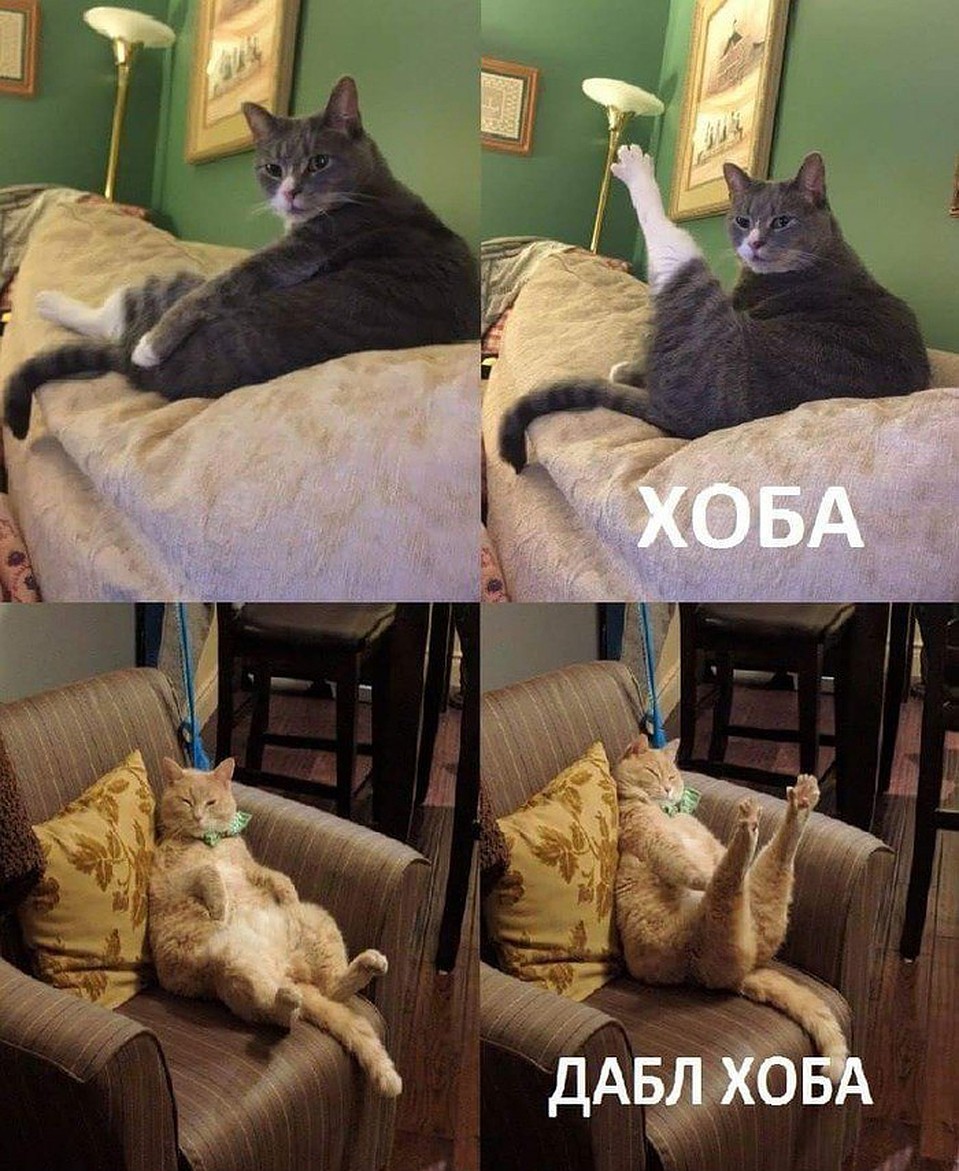 “Хоба” - это и призыв к действию, и котик с оттопыренной лапкой