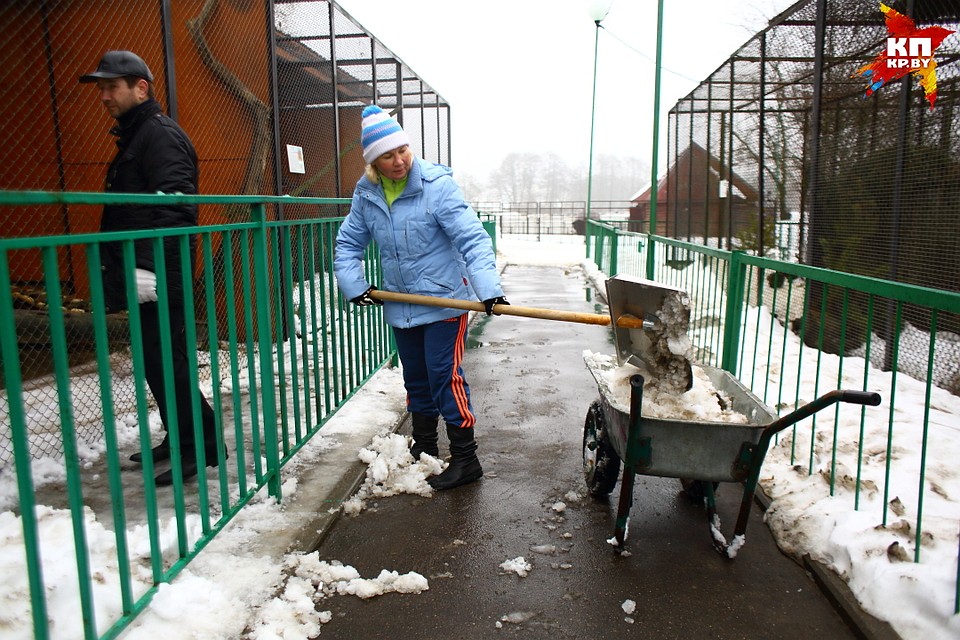 На помощь в уборке зоопарка от снега центры занятости присылают безработных Фото: Святослав ЗОРКИЙ