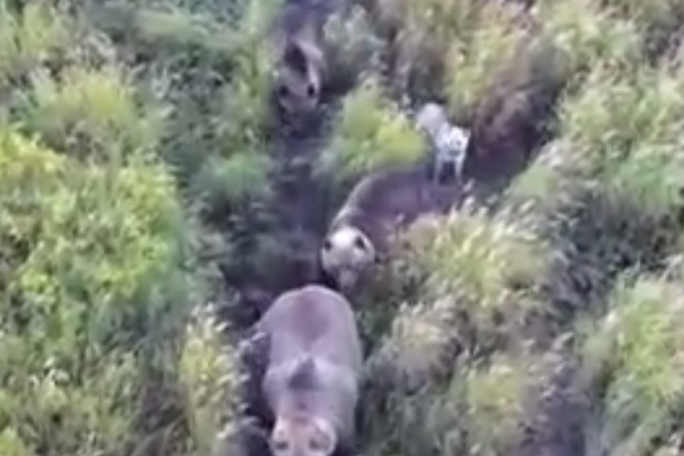 На Камчатке лайка сбежала в лес и подружилась с семьей медведей Фото: Социальные сети