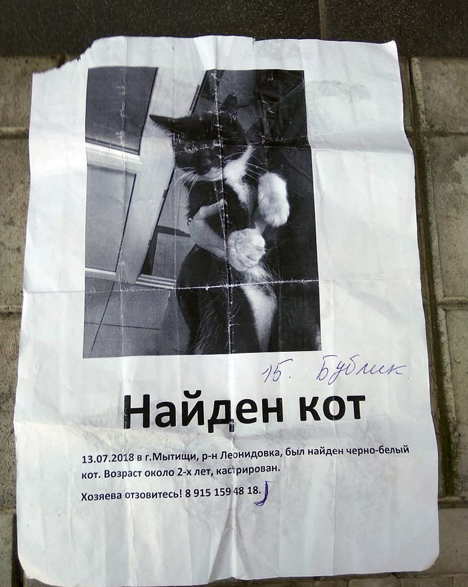У Ахметьевой пропал кот, а во дворе оказалась вот эта листовка