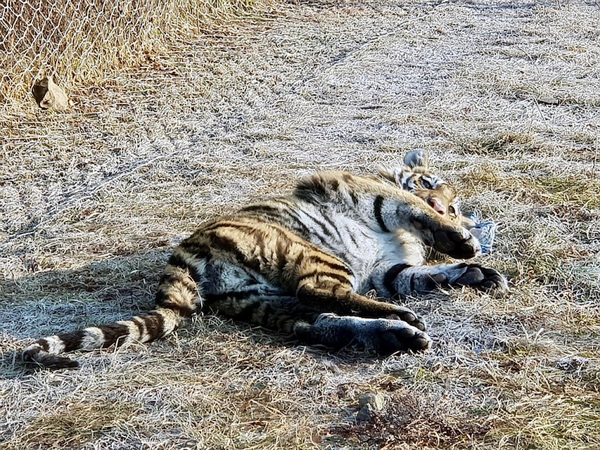 Один из тигрят в центре реабилитации. Фото: Леонид Зайка