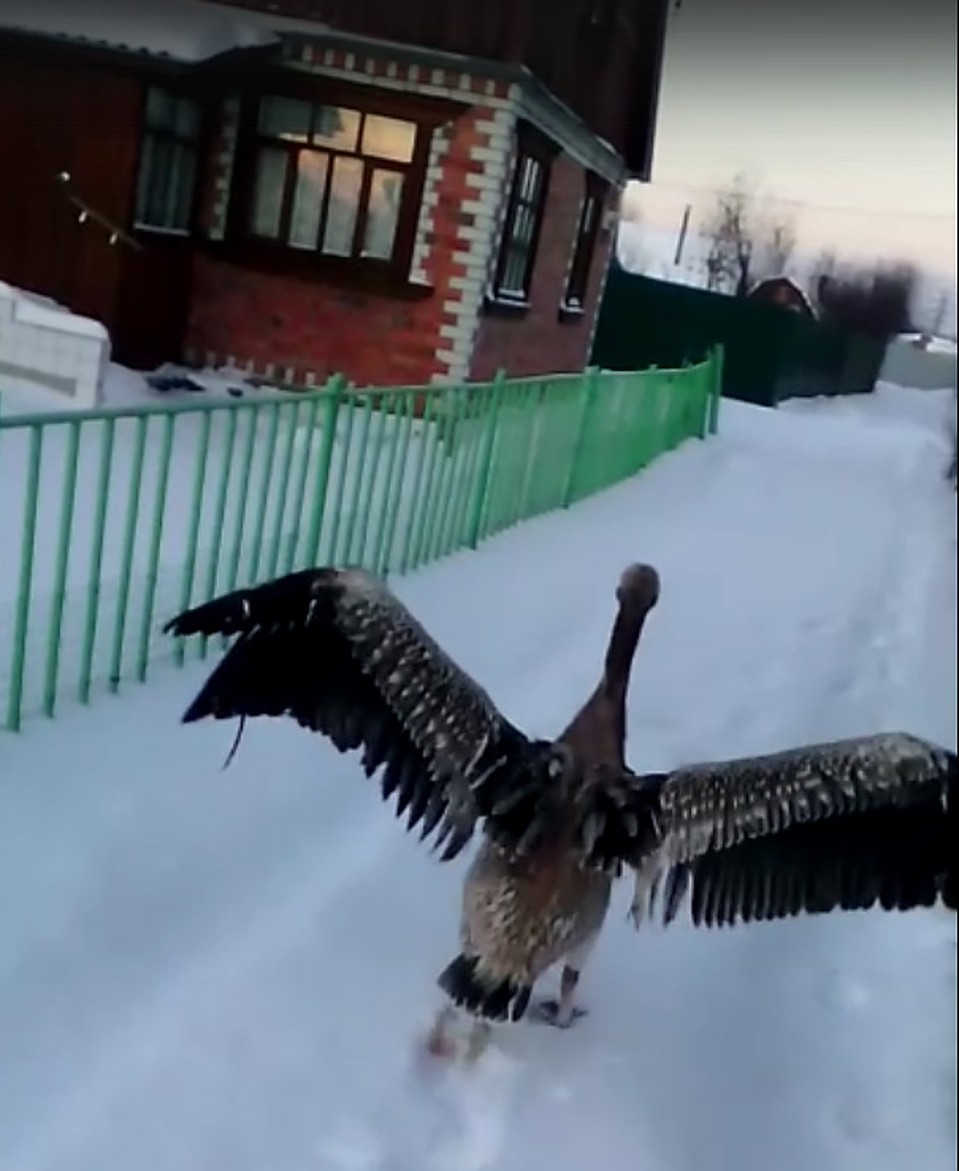 Пеликан на даче. Кадр из видео Павла Воропаева, соцсети.