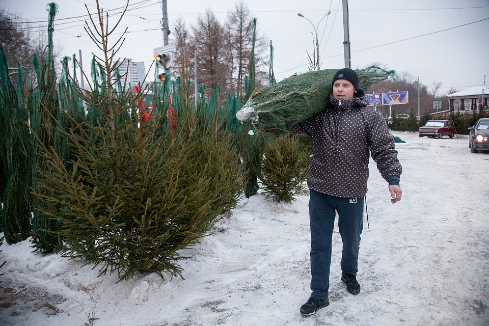 За две недели до Нового года в Перми откроются елочные базары. Фото: Николай ОБЕРЕМЧЕНКО