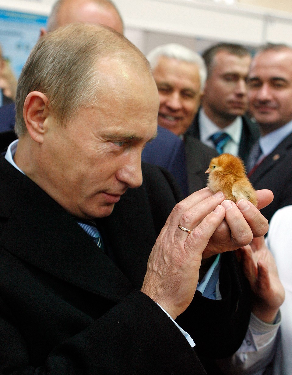 Владимир Путин на выставке "Золотая осень" на ВВЦ разбирается, что было раньше - курица, яйцо или цыпленок Фото: РИА "Новости"