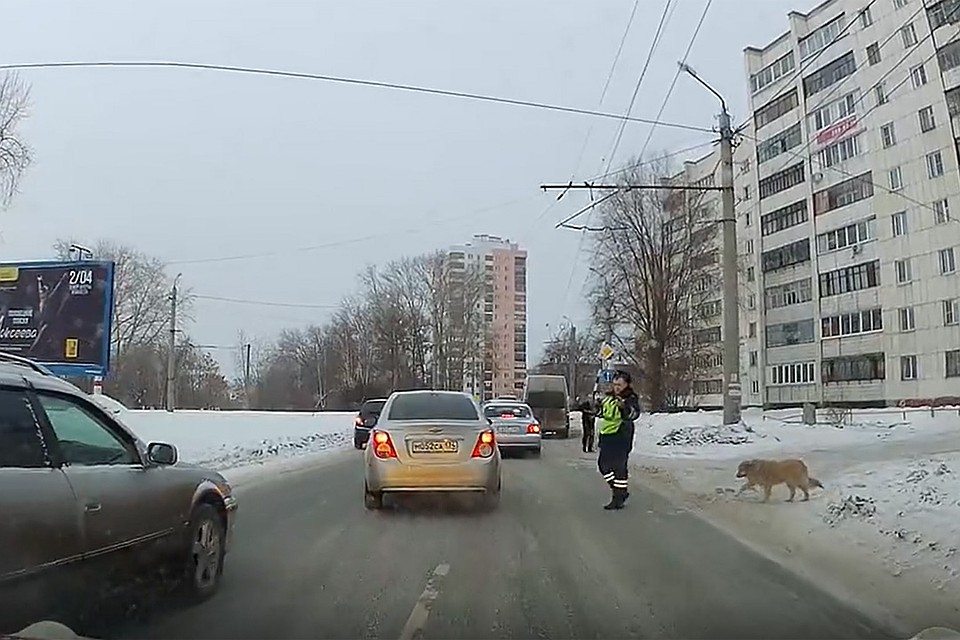 Инспектор ГИБДД предотвратил аварийную ситуацию, остановив автомобильный поток. Кадр из видео.
