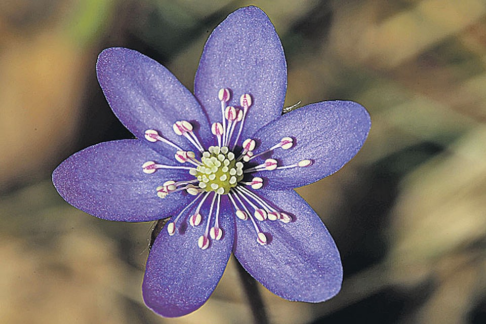 Печеночница (перелеска благородная). Фото: GLOBAL LOOK PRESS