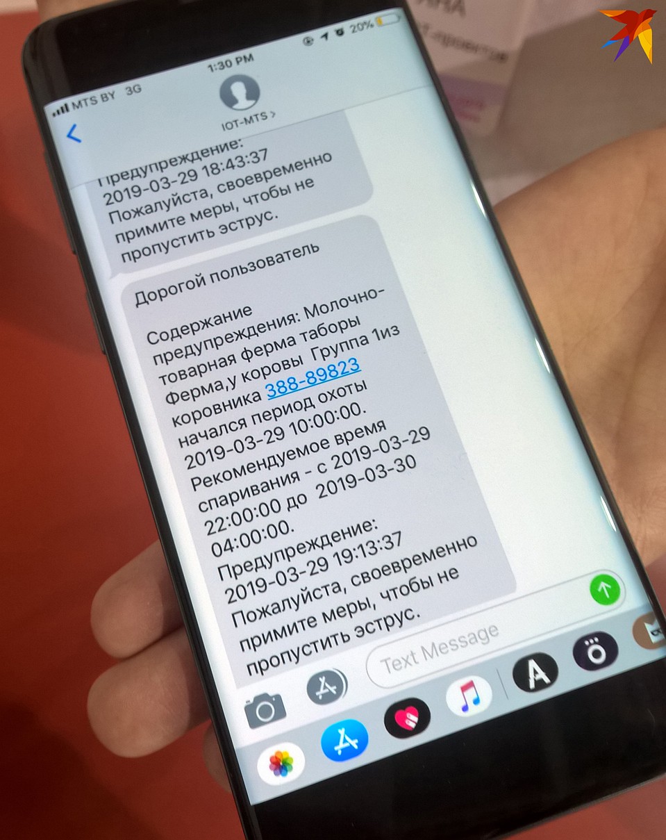 Такая СМС приходит животноводу, когда корова готова к спариванию. Фото: Геннадий МОЖЕЙКО
