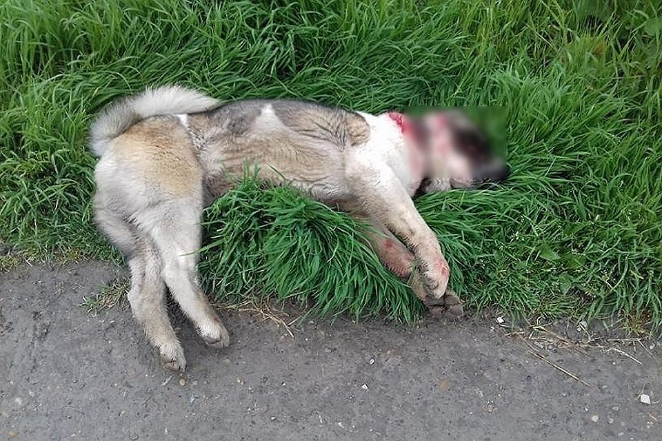 Азиатскую овчарку застрелили полицейские\ФОТО: Блокнот Новороссийск