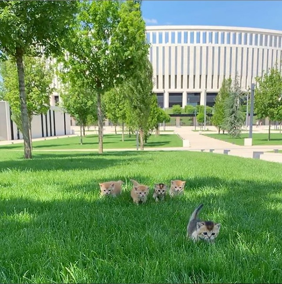 Малышам на природе очень понравилось. Фото: instagram.com/miya_goldkitty/
