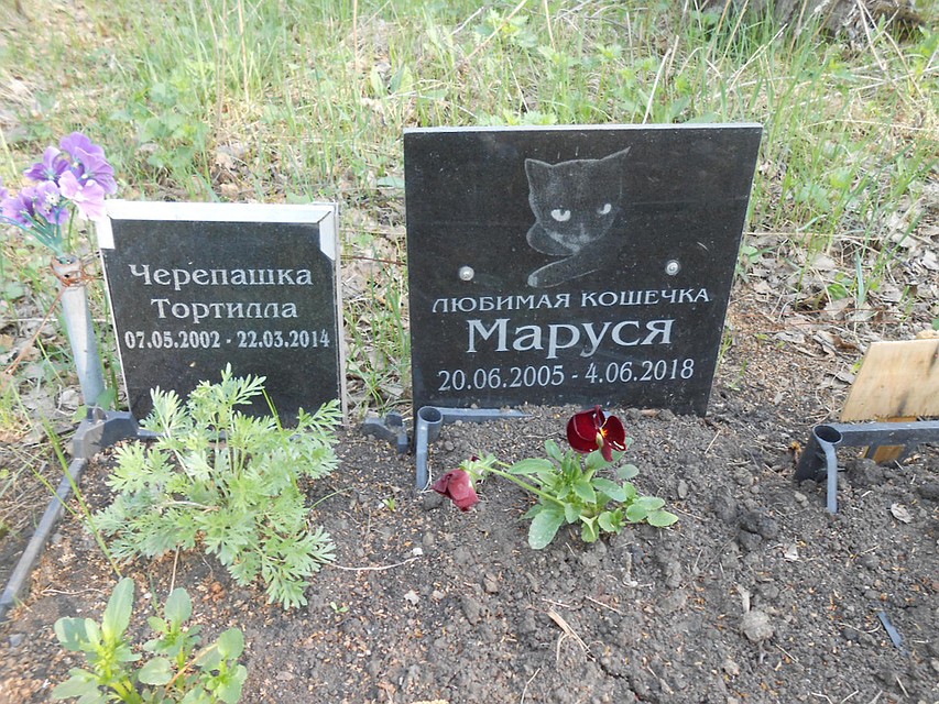 Теоретически тело животного, закопанное в землю, может отравлять почву и подземные воды. Фото: Сергей СМИРНОВ