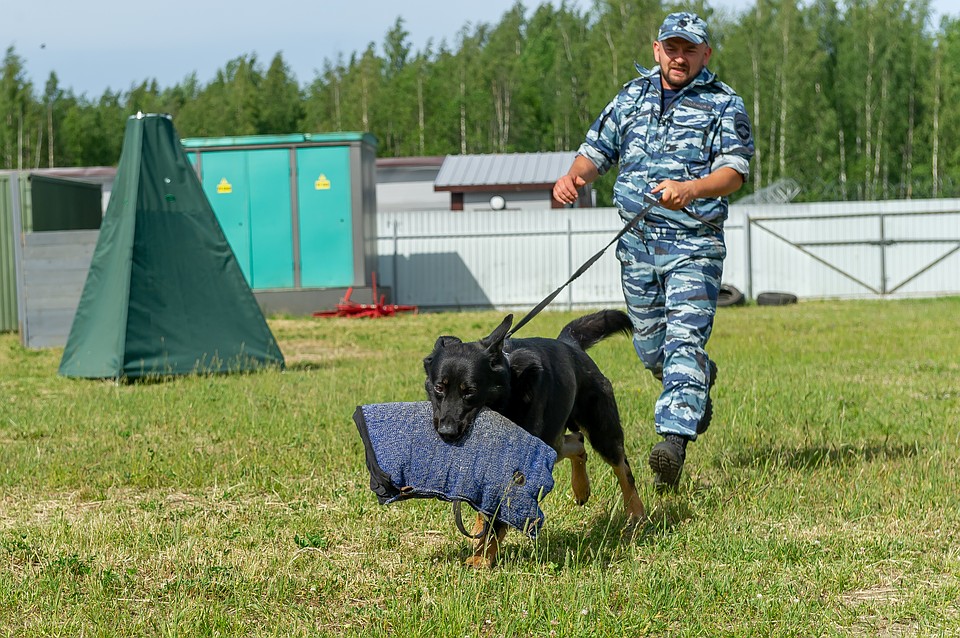 Кинологи тренируют своих собак ежедневно Фото: Олег ЗОЛОТО