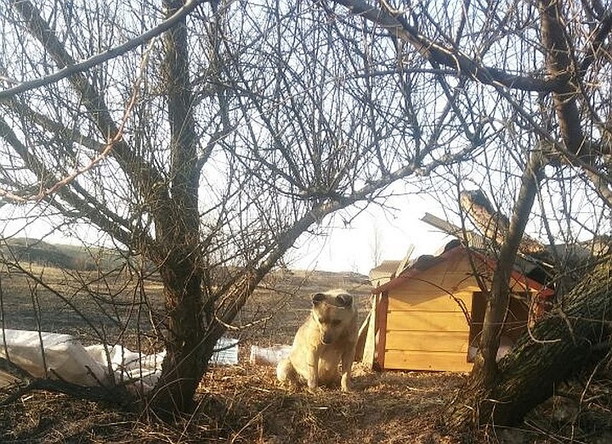 Он не покинул свой пост даже тогда, когда поле было объято огнем: лишь перешел на противоположную сторону дороги. Фото: Предоставлено "Комсомолке"