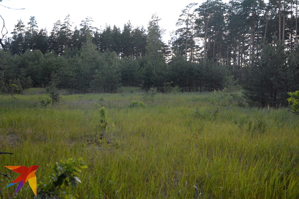 Место, где стоял Глумовский кордон (ныне Спасский район).