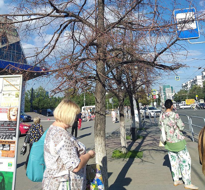 Мертвые липы на Алом поле. Фото: Инна КУМЕЙКО