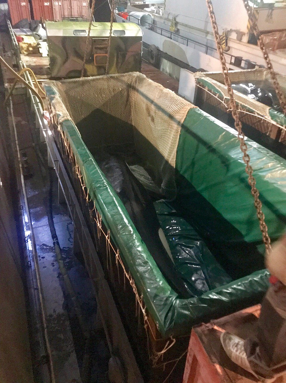 Косаткам полностью меняют воду на свежую. Фото: предоставлено организацией «Эковахта Сахалина»