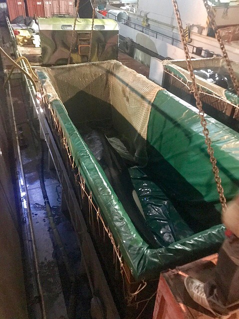 Косаткам полностью меняют воду на свежую. Фото: предоставлено организацией «Эковахта Сахалина»