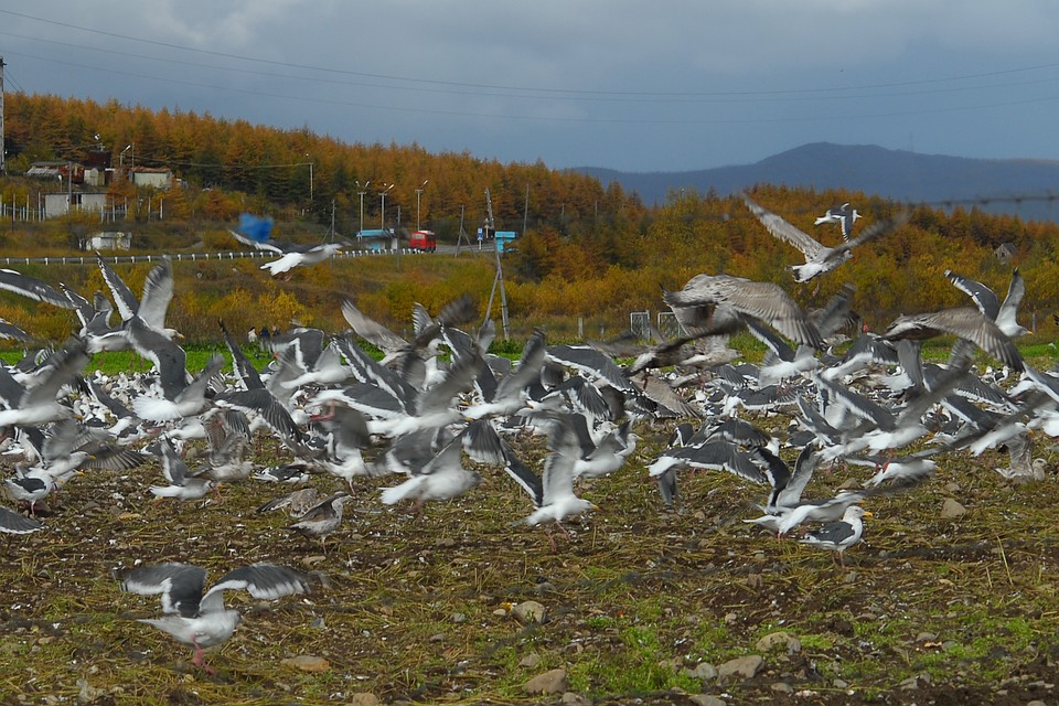 Чайки в Магадане. Фото: Александр Мурлин