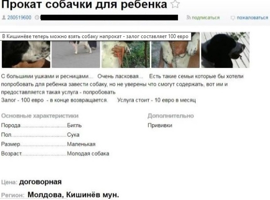 Если надоел питомец, теперь можно просто отдать его владельцу, и плевать, что это травмирует собаку.