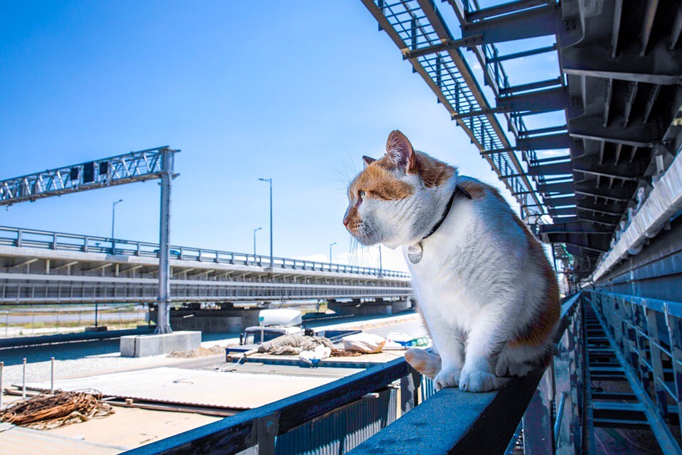 Кот высоко сидит и далеко глядит. Фото: кот Моста/VK