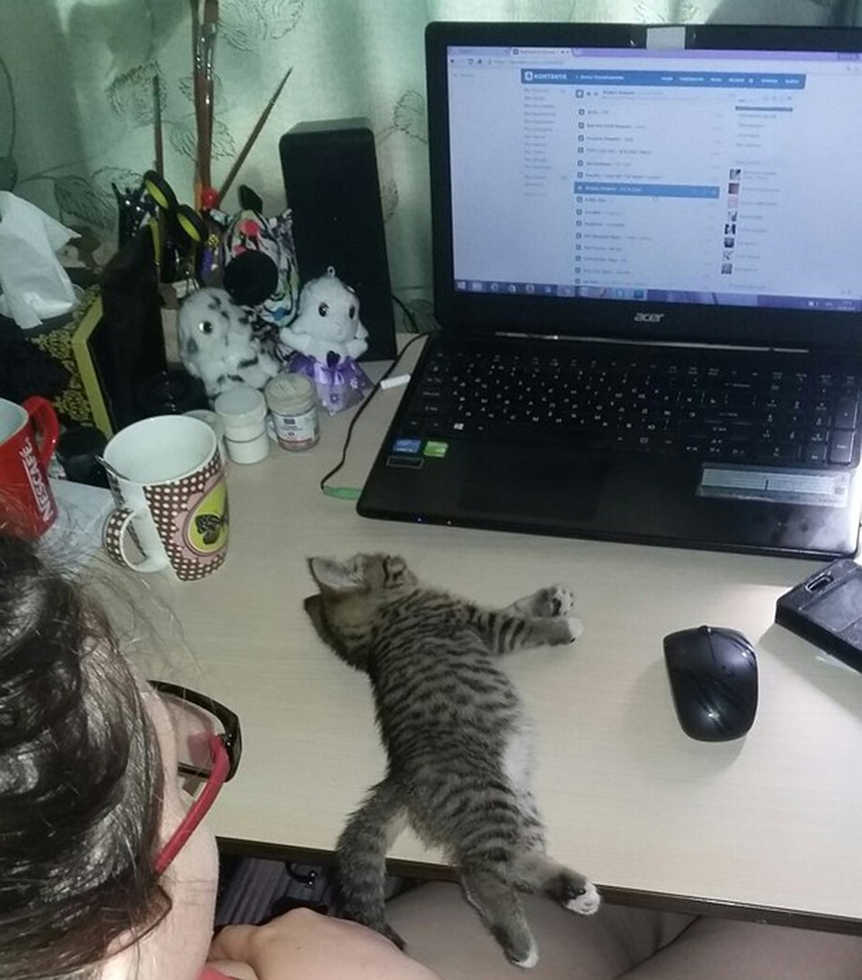 Наши забавные животные